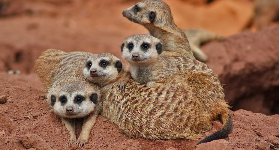 group of meerkats