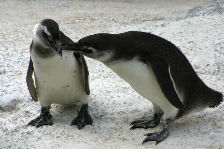 Two penguins